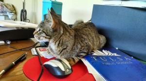 CC - Cat and mouse