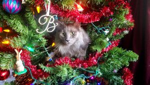 Christmas Cat in Tree